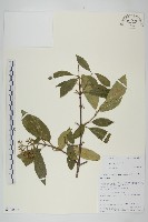 短圓葉棶木藏品圖，第1張