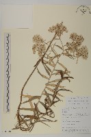 抱莖籟簫藏品圖，第1張