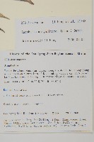 抱莖籟簫藏品圖，第2張