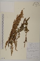 野草香藏品圖，第1張