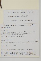 野草香藏品圖，第2張