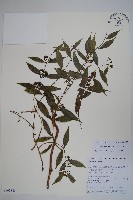 青蛇藤藏品圖，第1張