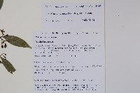 青蛇藤藏品圖，第2張