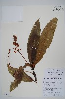 多脈水冬瓜藏品圖，第1張