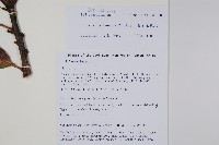 多脈水冬瓜藏品圖，第2張