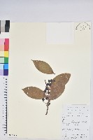 軟骨邊越桔藏品圖，第1張