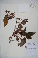 藍黑果莢迷藏品圖，第1張