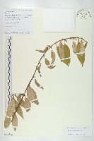 蘭坪胡頹子藏品圖，第1張