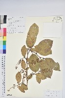 南燭藏品圖，第1張