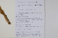 常春藤藏品圖，第2張