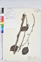 領春木藏品圖，第1張