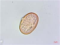 蘶山茴芹藏品圖，第2張