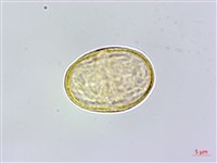 蘶山茴芹藏品圖，第3張