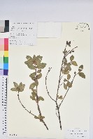 腋花杜鵑藏品圖，第1張