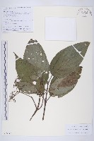 燈臺樹藏品圖，第1張