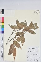 雲南越橘藏品圖，第1張