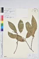 芳香白珠藏品圖，第1張