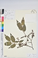 南燭藏品圖，第1張