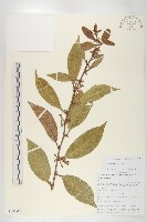 宜昌胡頹子藏品圖，第1張