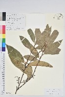 芳香白珠藏品圖，第1張