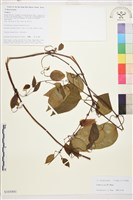 俞氏鐵線蓮藏品圖，第1張