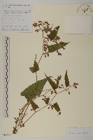 登錄號:S105892藏品圖，第1張