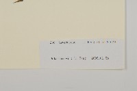 登錄號:S105892藏品圖，第3張