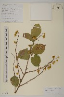 顯柱南蛇藤藏品圖，第1張