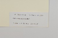 顯柱南蛇藤藏品圖，第3張