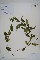 青蛇藤藏品圖，第1張