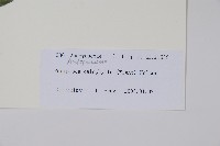 青蛇藤藏品圖，第2張