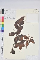 尾葉越橘藏品圖，第1張