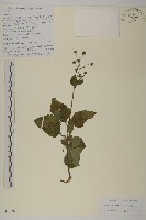 下田菊藏品圖，第1張