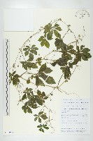 長葉絞股藍藏品圖，第1張