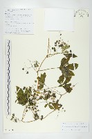 長葉絞股藍藏品圖，第1張