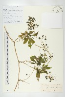 長葉絞股藍藏品圖，第1張