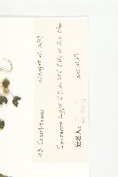 長葉絞股藍藏品圖，第3張