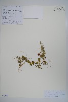 普剌特草藏品圖，第1張