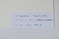 普剌特草藏品圖，第2張