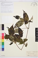 滇川鐵線蓮藏品圖，第1張