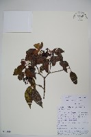 藍黑果莢迷藏品圖，第1張