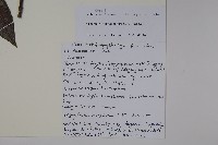 藍黑果莢迷藏品圖，第2張