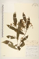 尾尖尾藥菊藏品圖，第1張