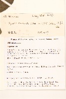 尾尖尾藥菊藏品圖，第2張