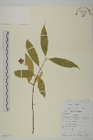 紅紫珠藏品圖，第1張