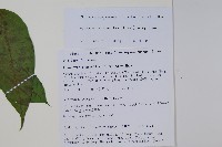 纖細風吹蕭藏品圖，第2張