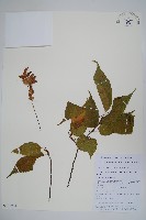 貢山鵝耳櫪藏品圖，第1張