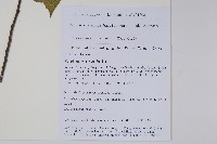 貢山鵝耳櫪藏品圖，第2張