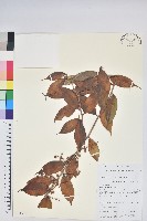 尾葉越橘藏品圖，第1張