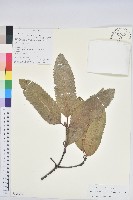 毛曼青岡藏品圖，第1張